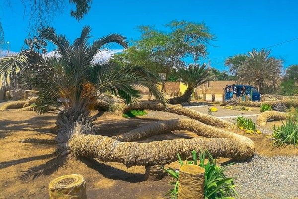 La Palmera de las 7 cabezas