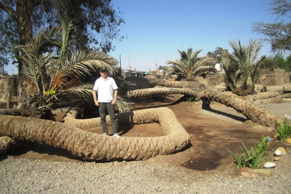 La Palmera de siete cabezas Cachiche